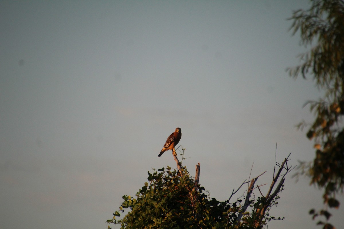 Red-shouldered Hawk - ML643519530