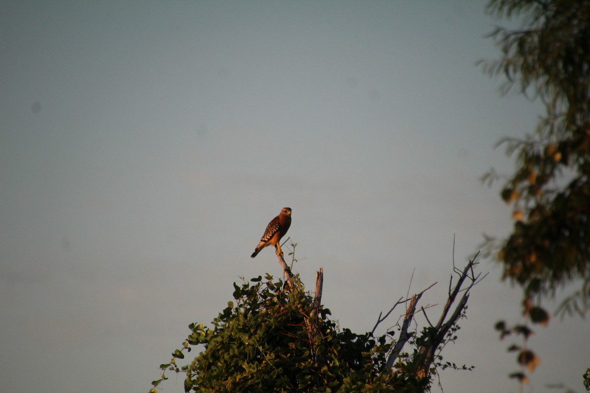 Red-shouldered Hawk - ML643519531