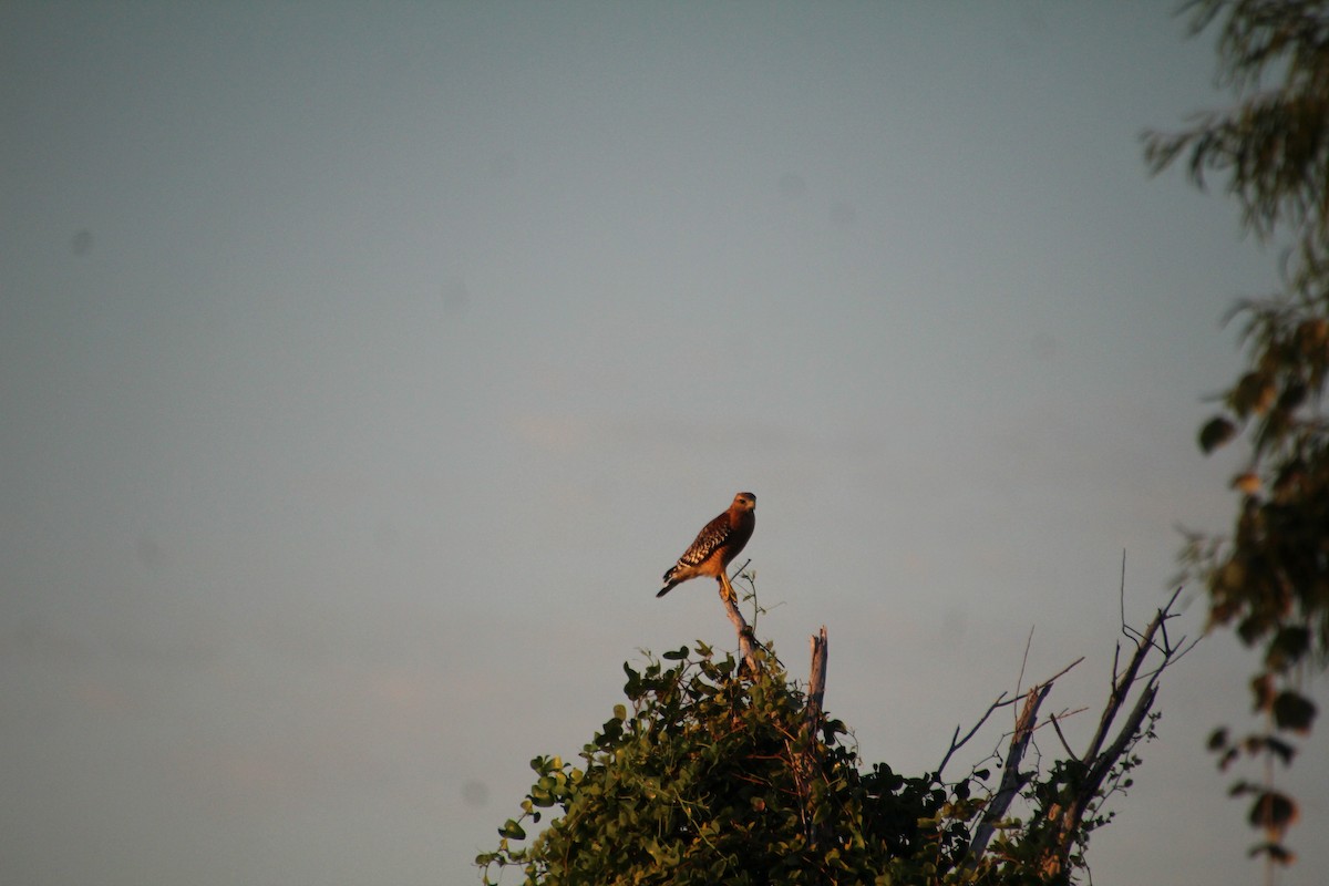 Red-shouldered Hawk - ML643519532