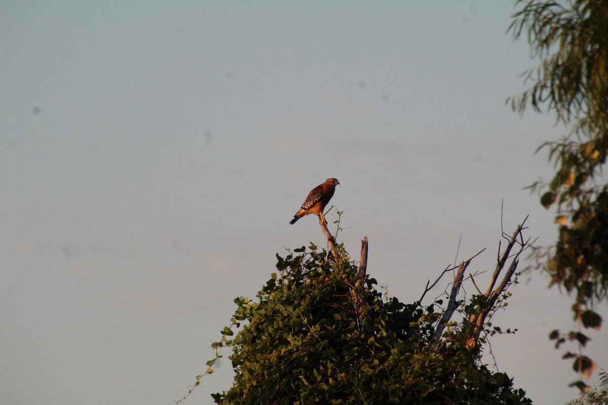 Red-shouldered Hawk - ML643519533