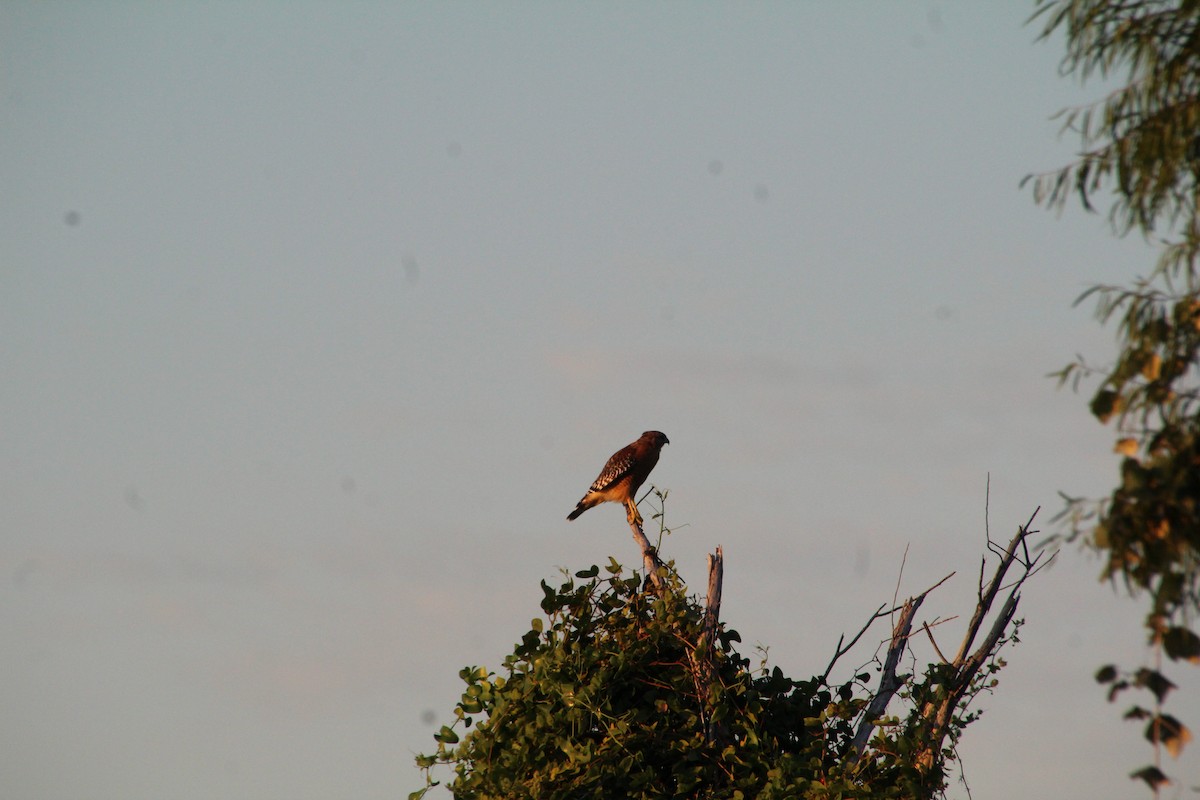 Red-shouldered Hawk - ML643519534