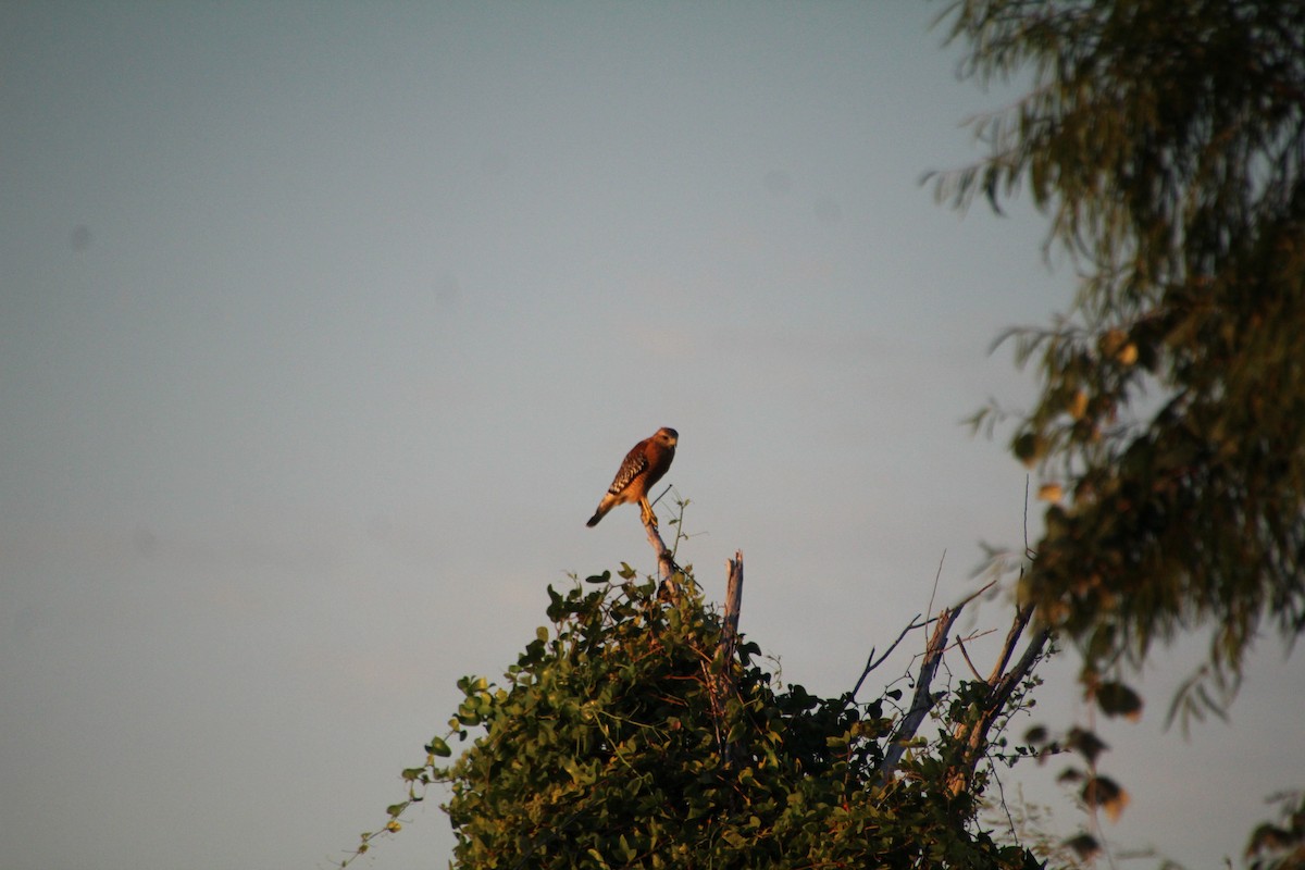 Red-shouldered Hawk - ML643519535