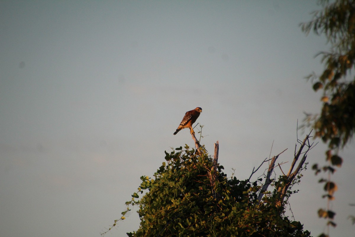 Red-shouldered Hawk - ML643519536