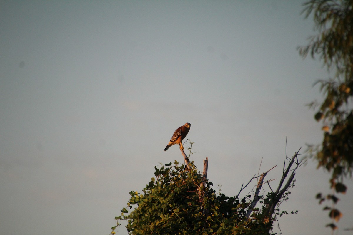 Red-shouldered Hawk - ML643519537