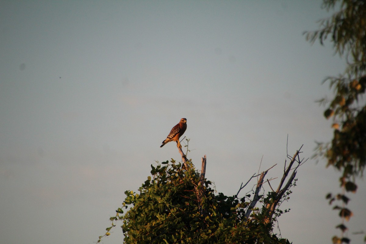 Red-shouldered Hawk - ML643519538