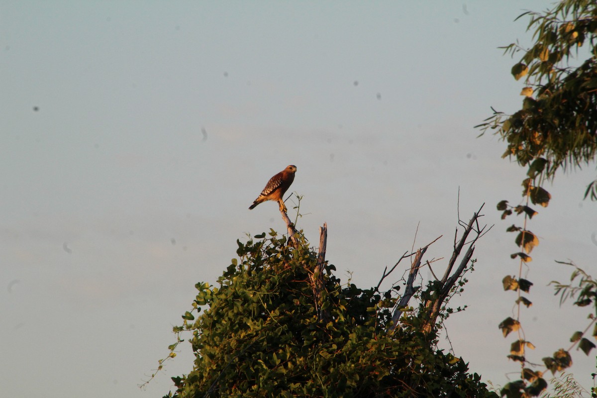 Red-shouldered Hawk - ML643519539