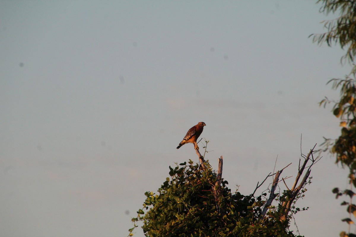 Red-shouldered Hawk - ML643519540