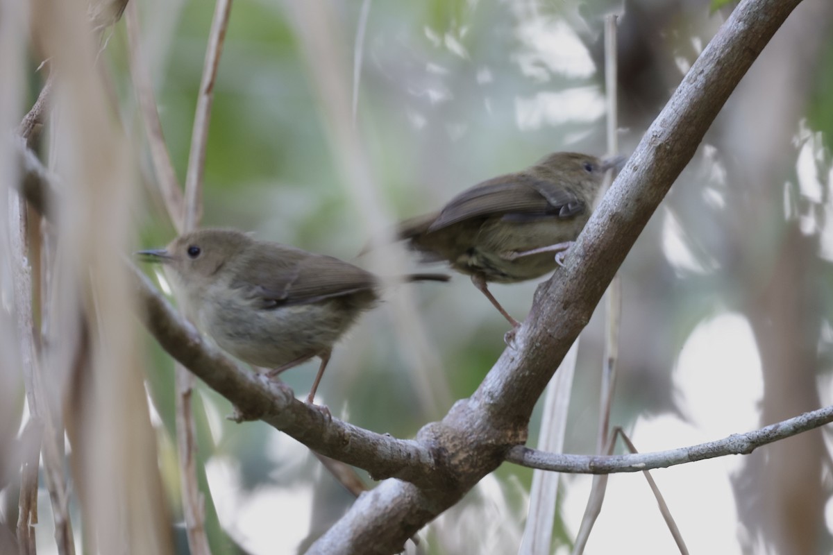Atherton Scrubwren - ML643519541