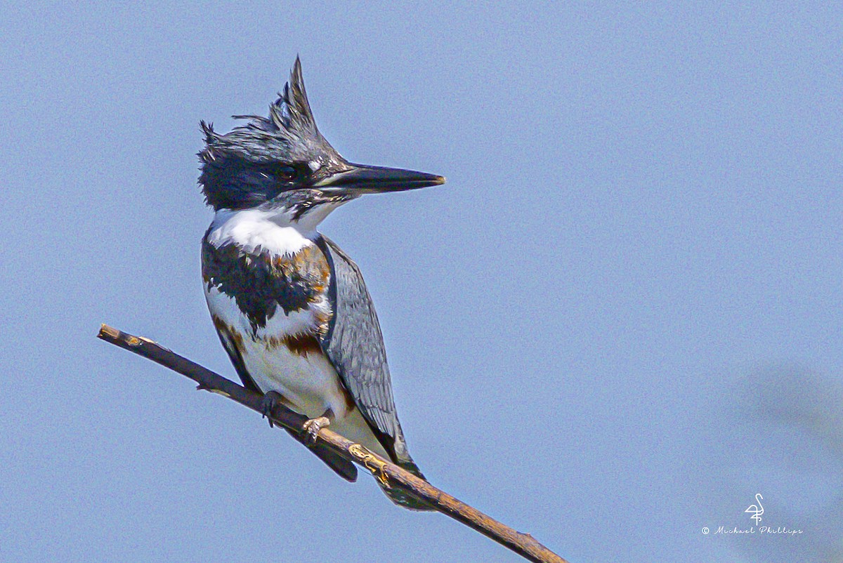 Belted Kingfisher - ML643519542