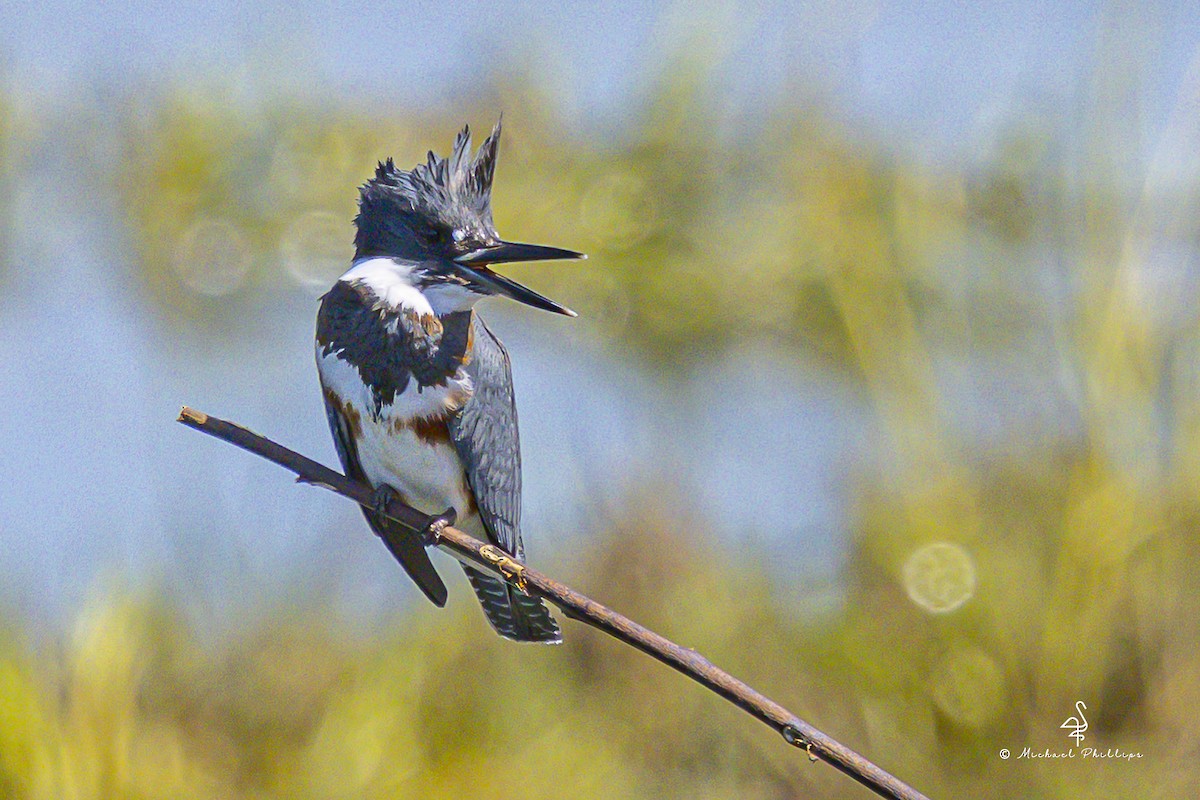 Belted Kingfisher - ML643519543
