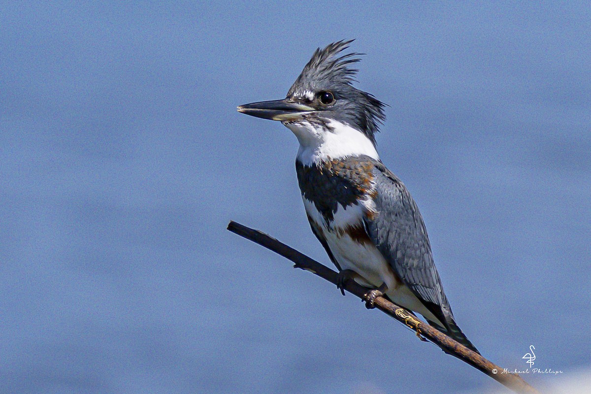 Belted Kingfisher - ML643519544