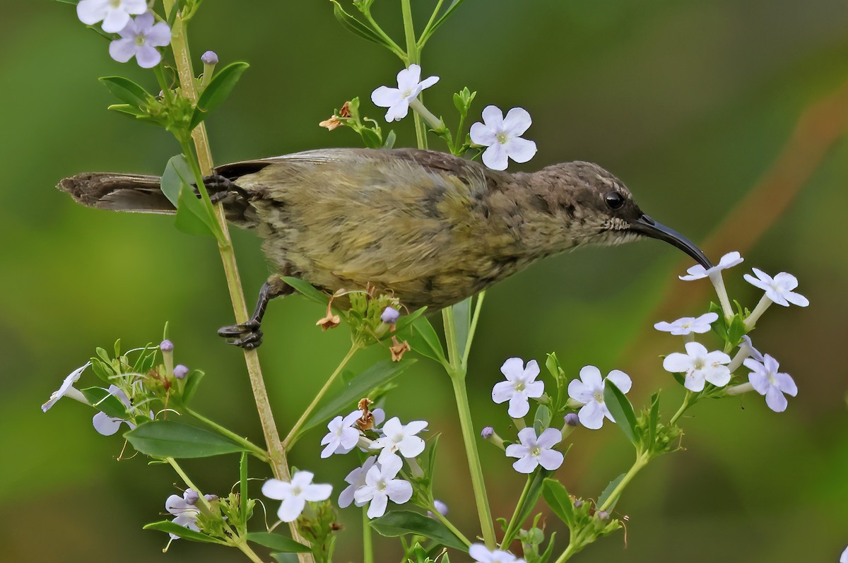 Forest Double-collared Sunbird - ML643519547