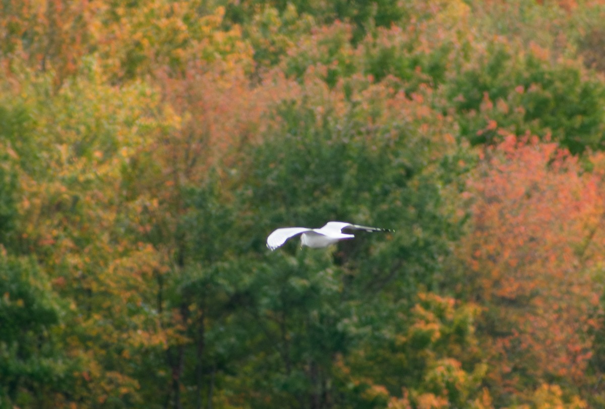 Delawareko kaioa - ML643519548