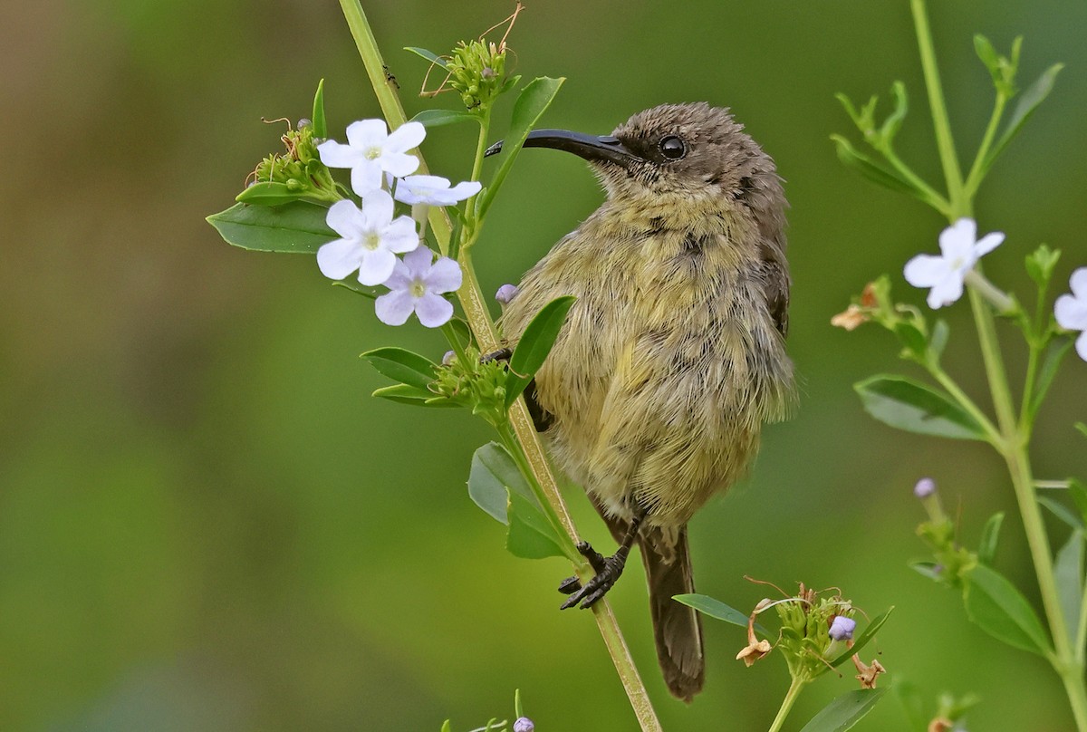 Forest Double-collared Sunbird - ML643519549