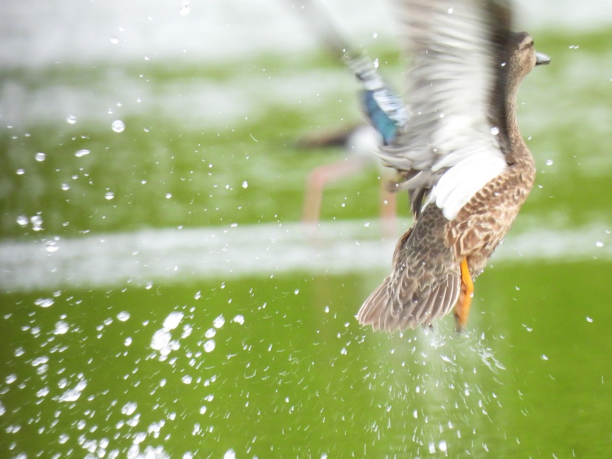 Blue-winged Teal - ML643519557