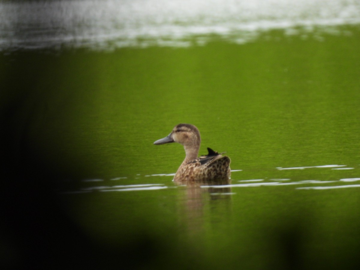 Blue-winged Teal - ML643519558