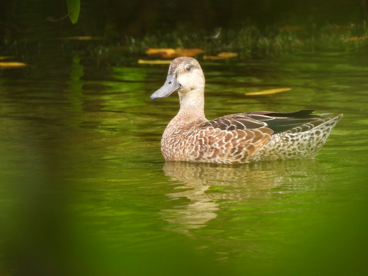 Blue-winged Teal - ML643519559