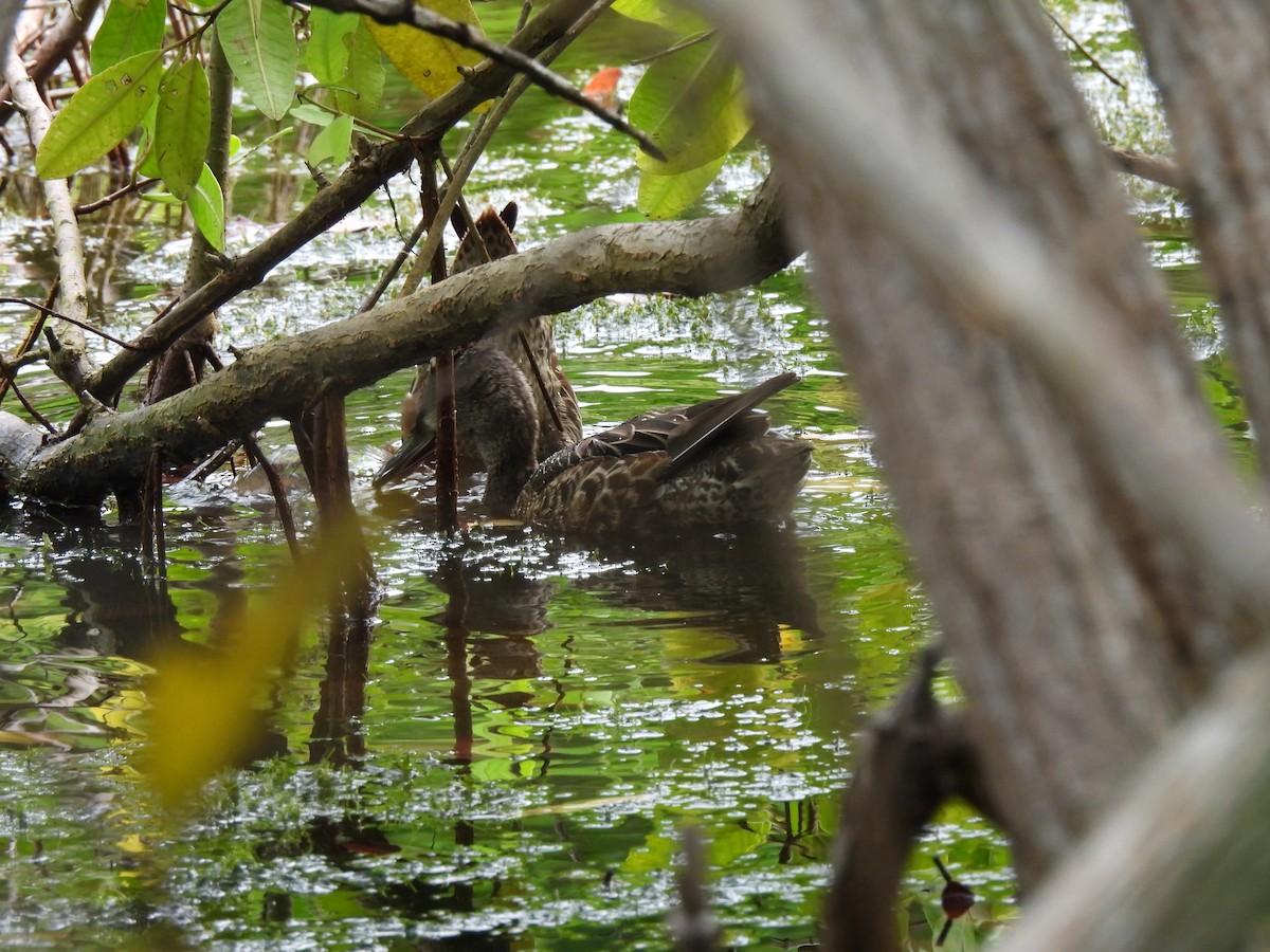 Blue-winged Teal - ML643519560