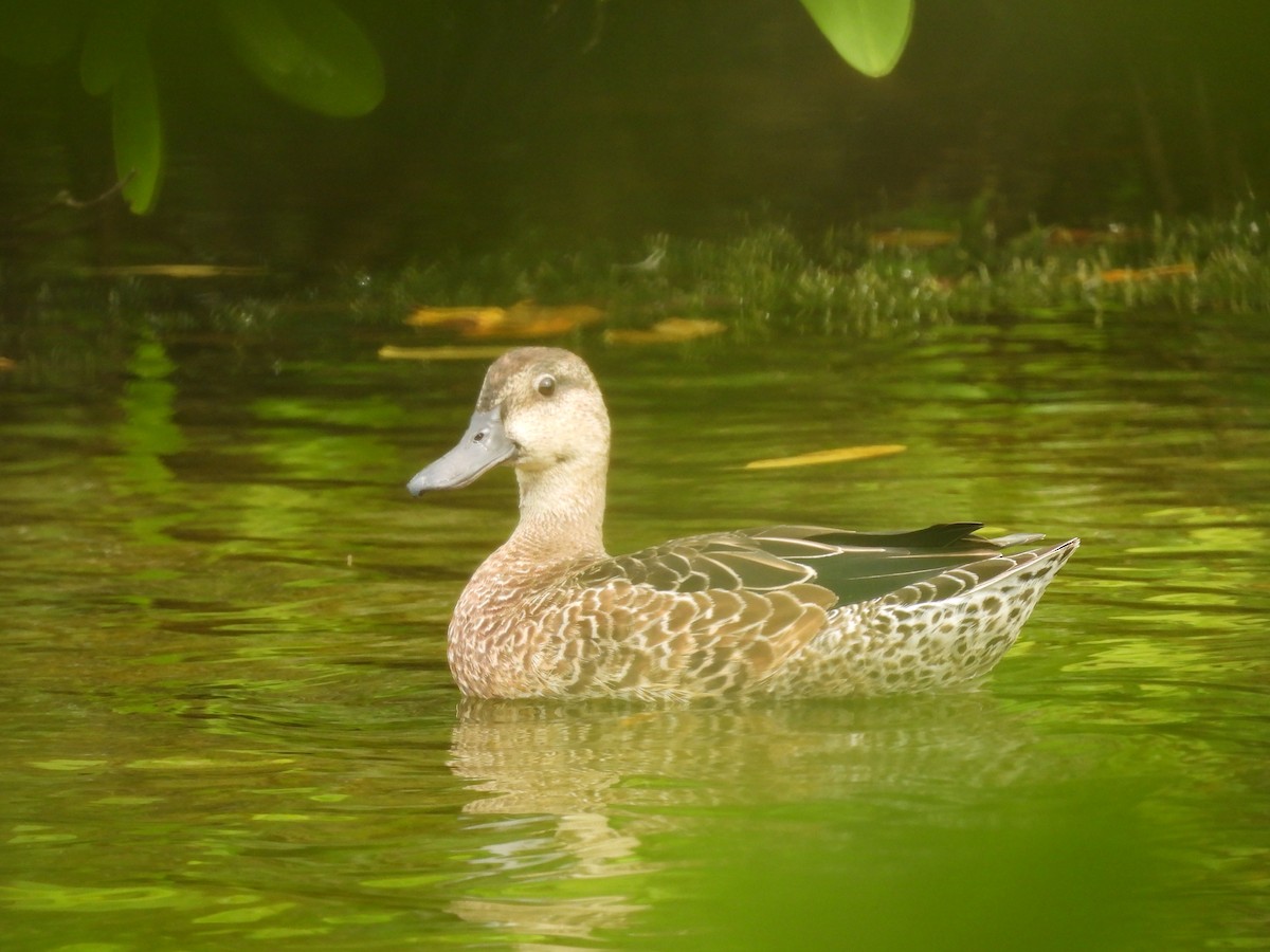 Blue-winged Teal - ML643519561