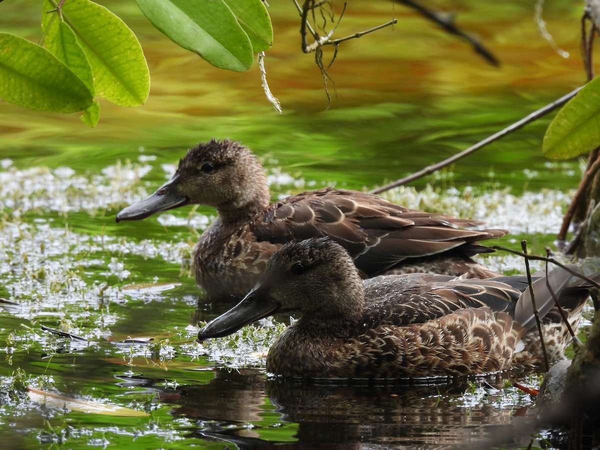 Blue-winged Teal - ML643519562