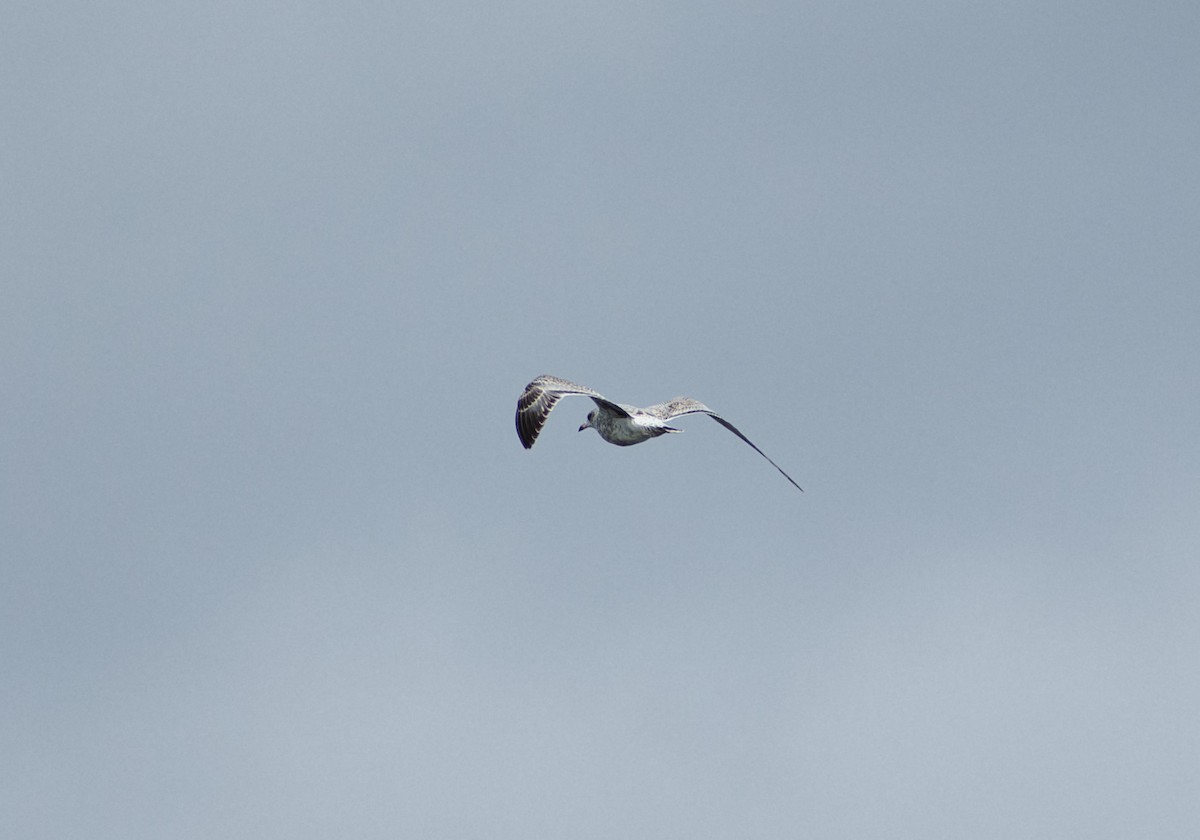 Delawareko kaioa - ML643519563