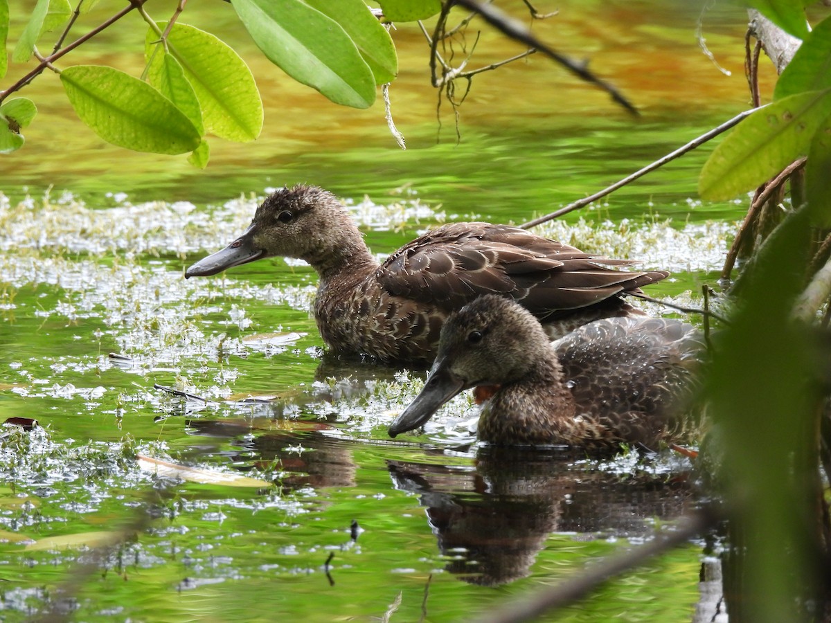 Blue-winged Teal - ML643519564