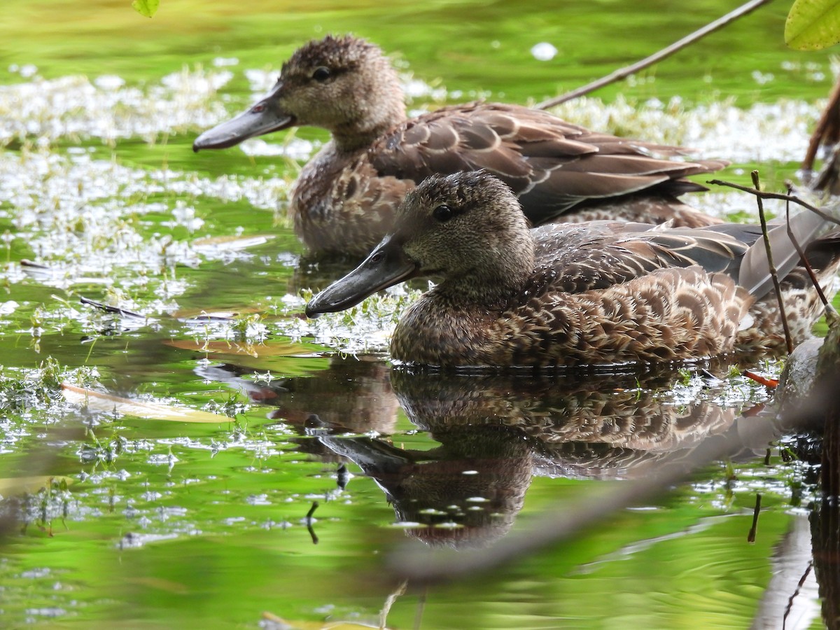 Blue-winged Teal - ML643519565