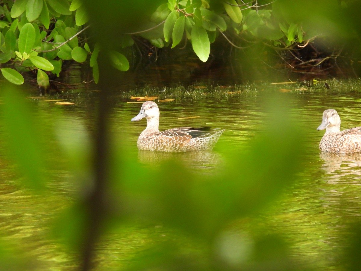 Blue-winged Teal - ML643519566