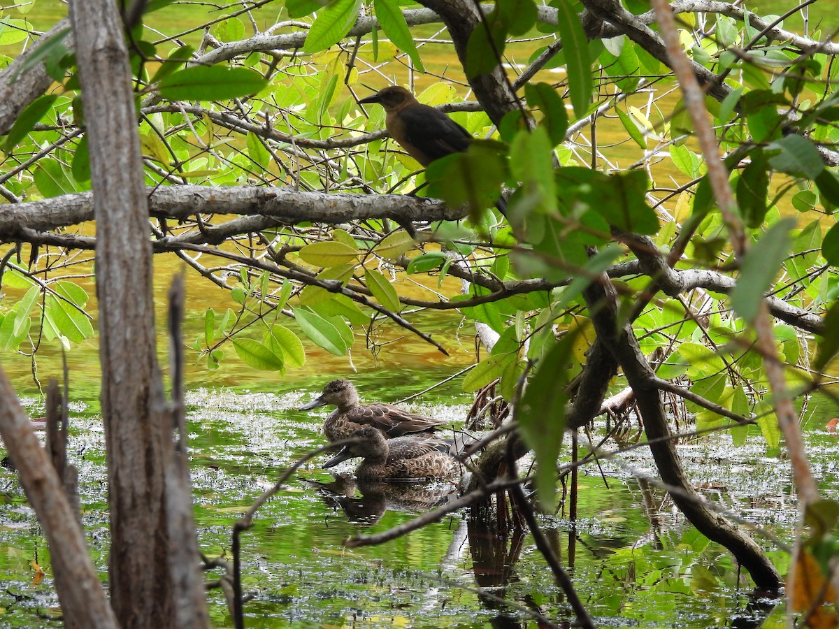 Blue-winged Teal - ML643519567