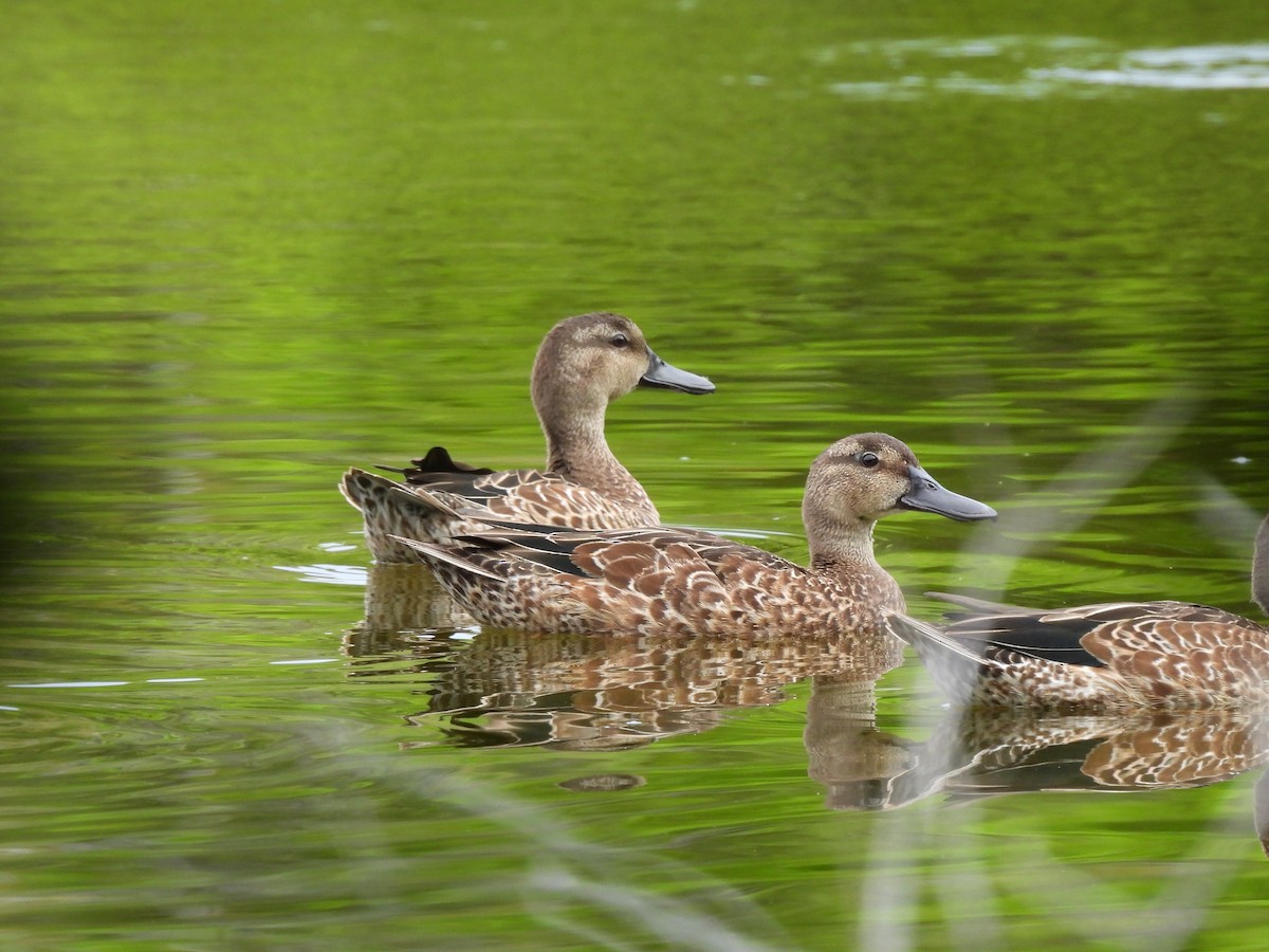 Blue-winged Teal - ML643519568