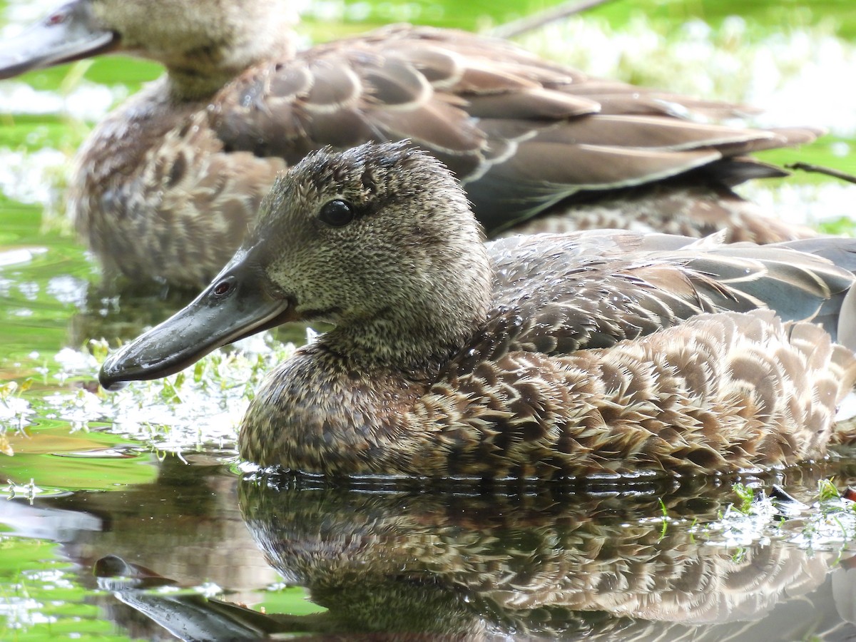 Blue-winged Teal - ML643519569