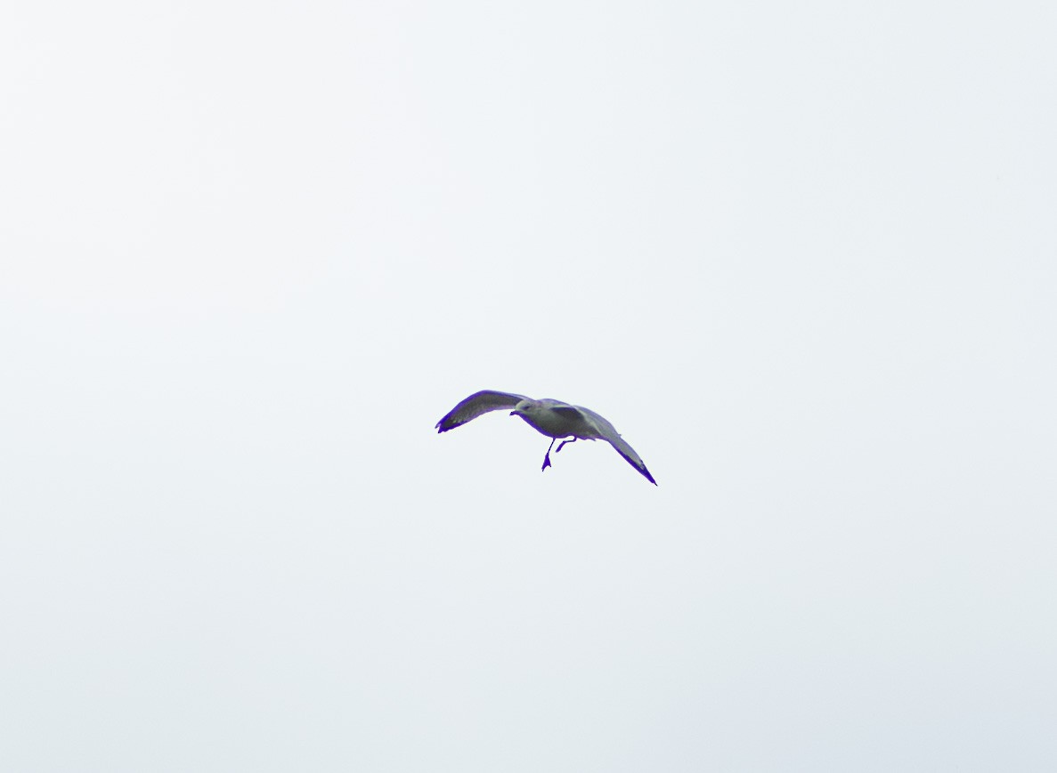 Delawareko kaioa - ML643519570