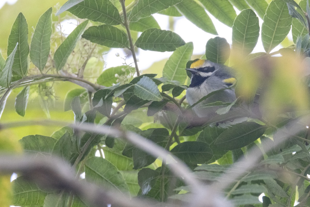 lesňáček zlatokřídlý - ML643519577