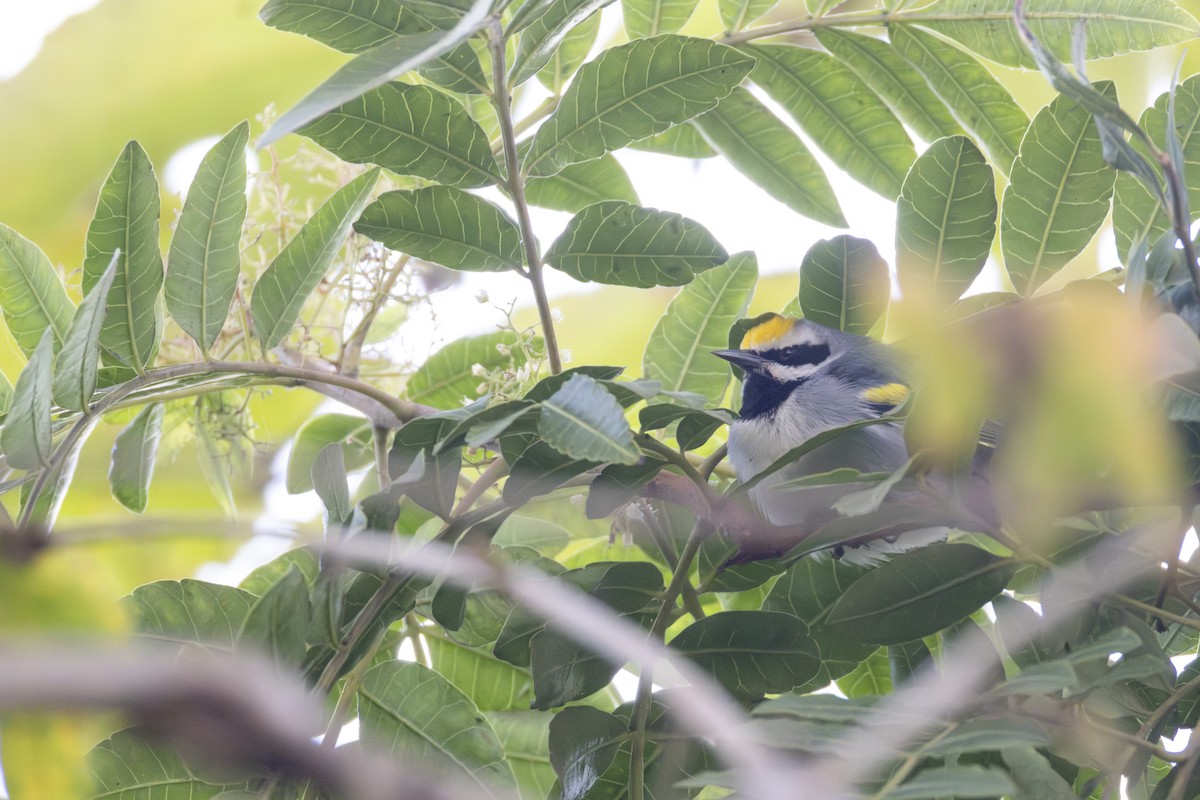 lesňáček zlatokřídlý - ML643519578