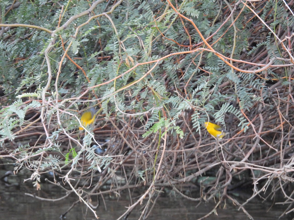 Prothonotary Warbler - ML643519581