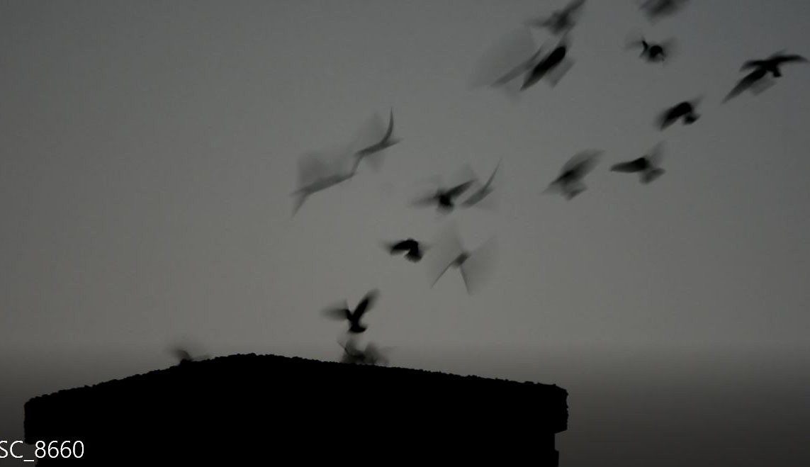 Chimney Swift - ML643519583