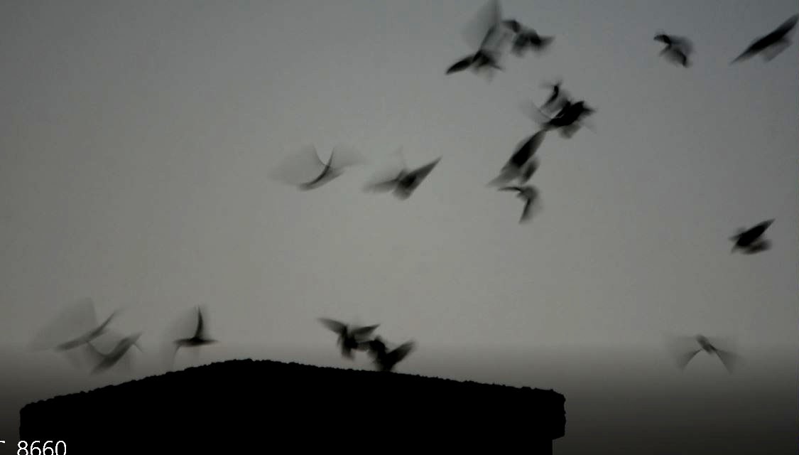 Chimney Swift - ML643519584