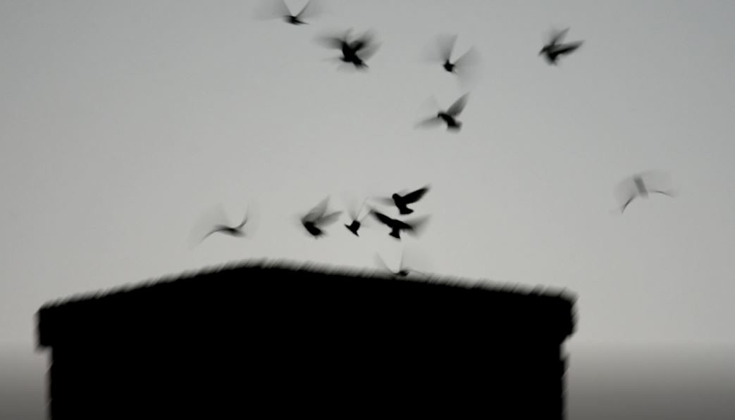 Chimney Swift - ML643519585