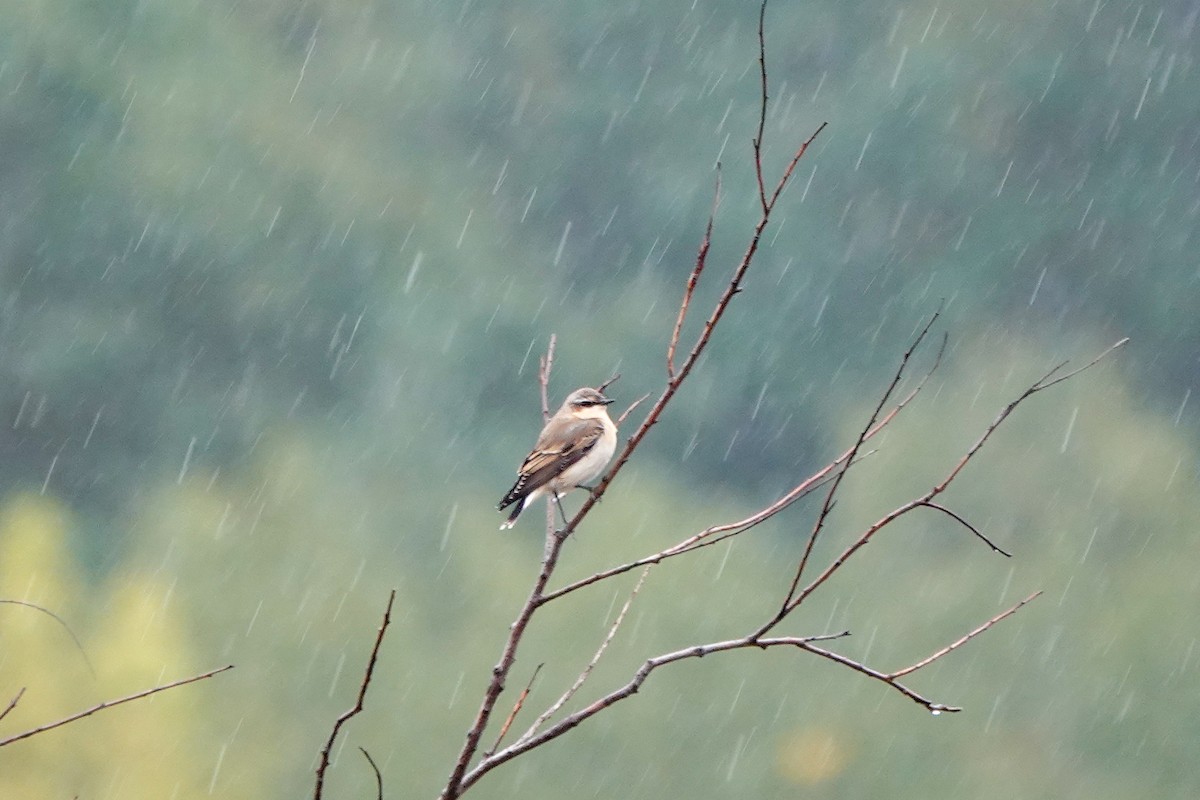 Northern Wheatear - ML643519586