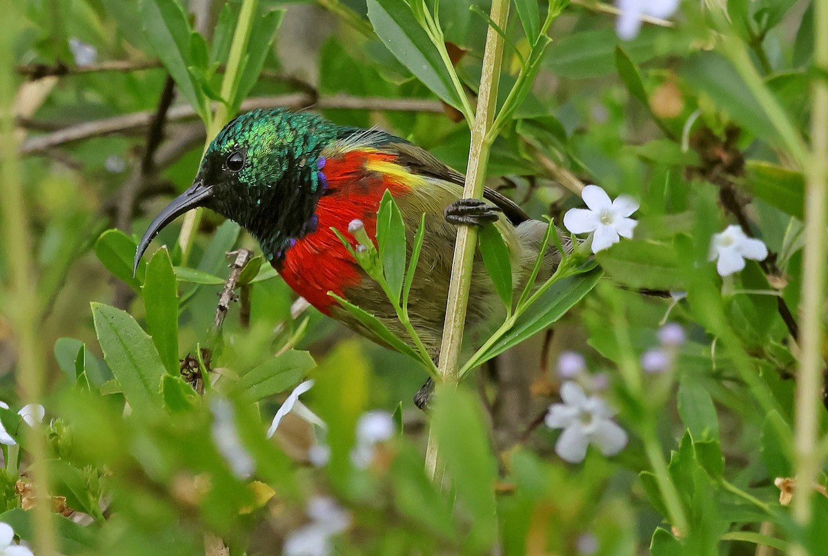 Forest Double-collared Sunbird - ML643519588