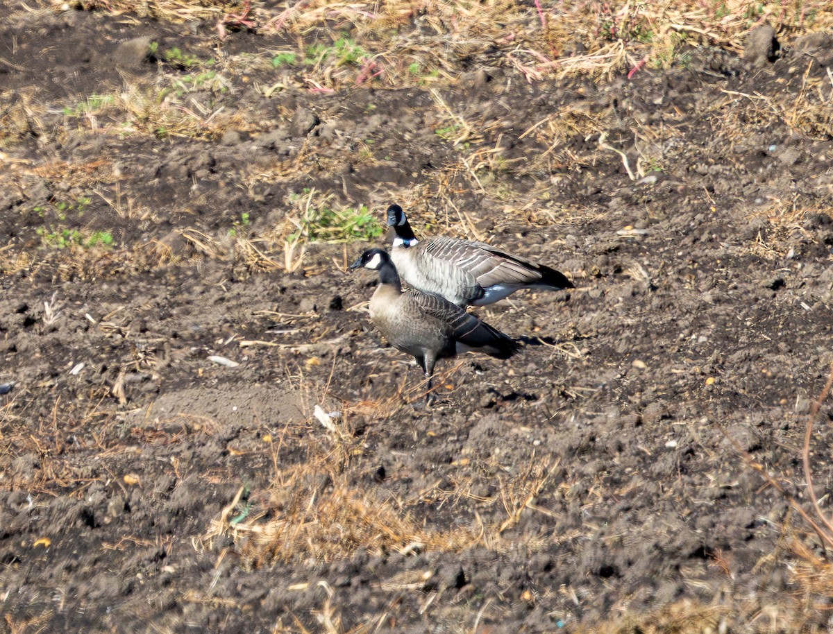 Cackling Goose (minima) - ML643519589