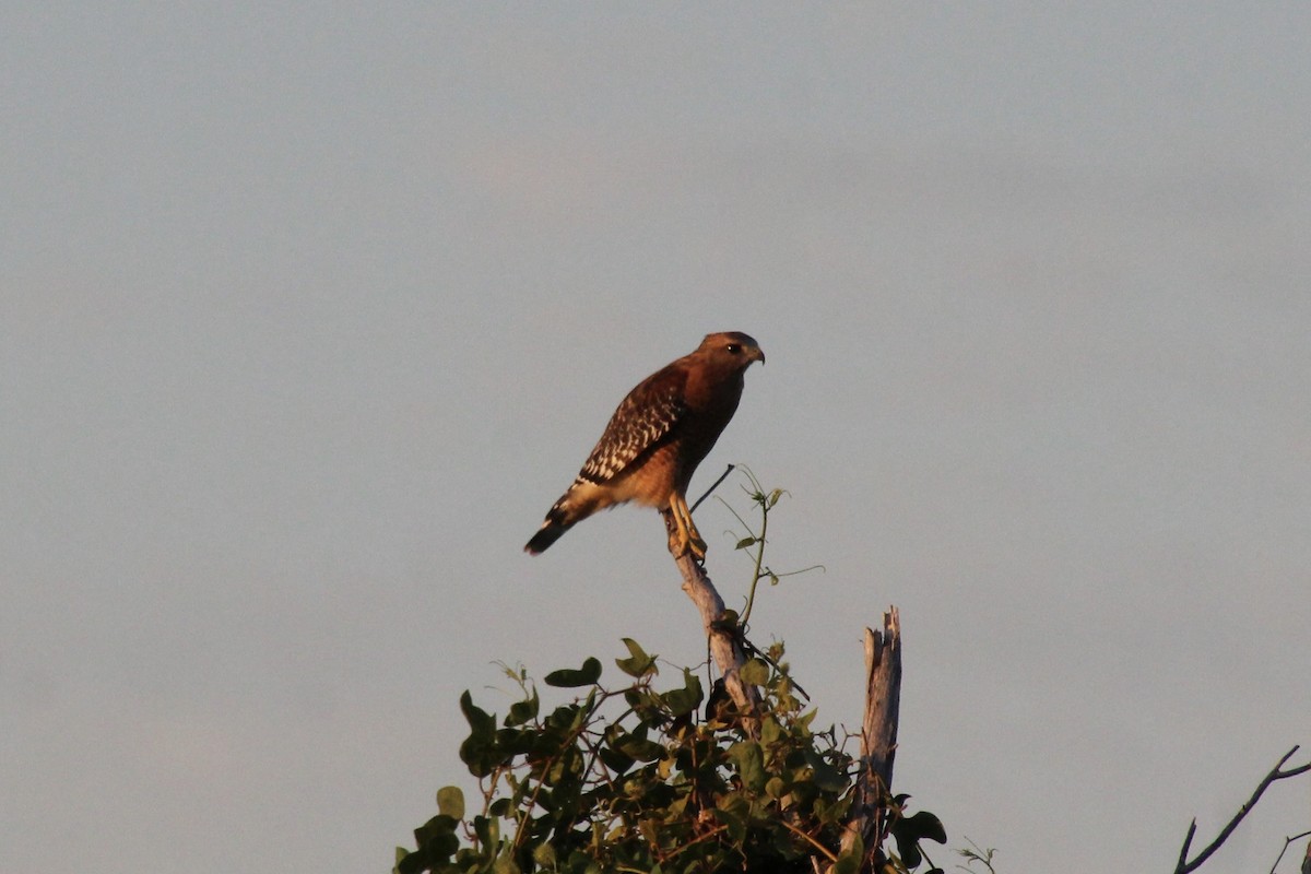 Red-shouldered Hawk - ML643519592