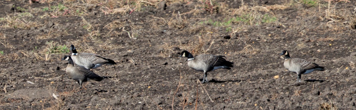 Cackling Goose (minima) - ML643519594