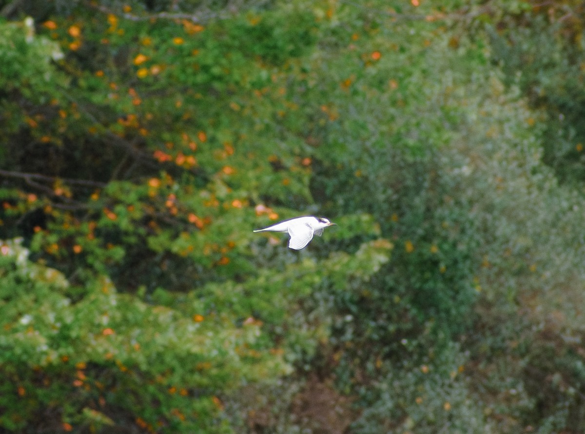 Txenada arrunta - ML643519602