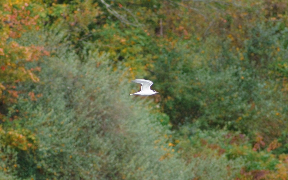 Txenada arrunta - ML643519603