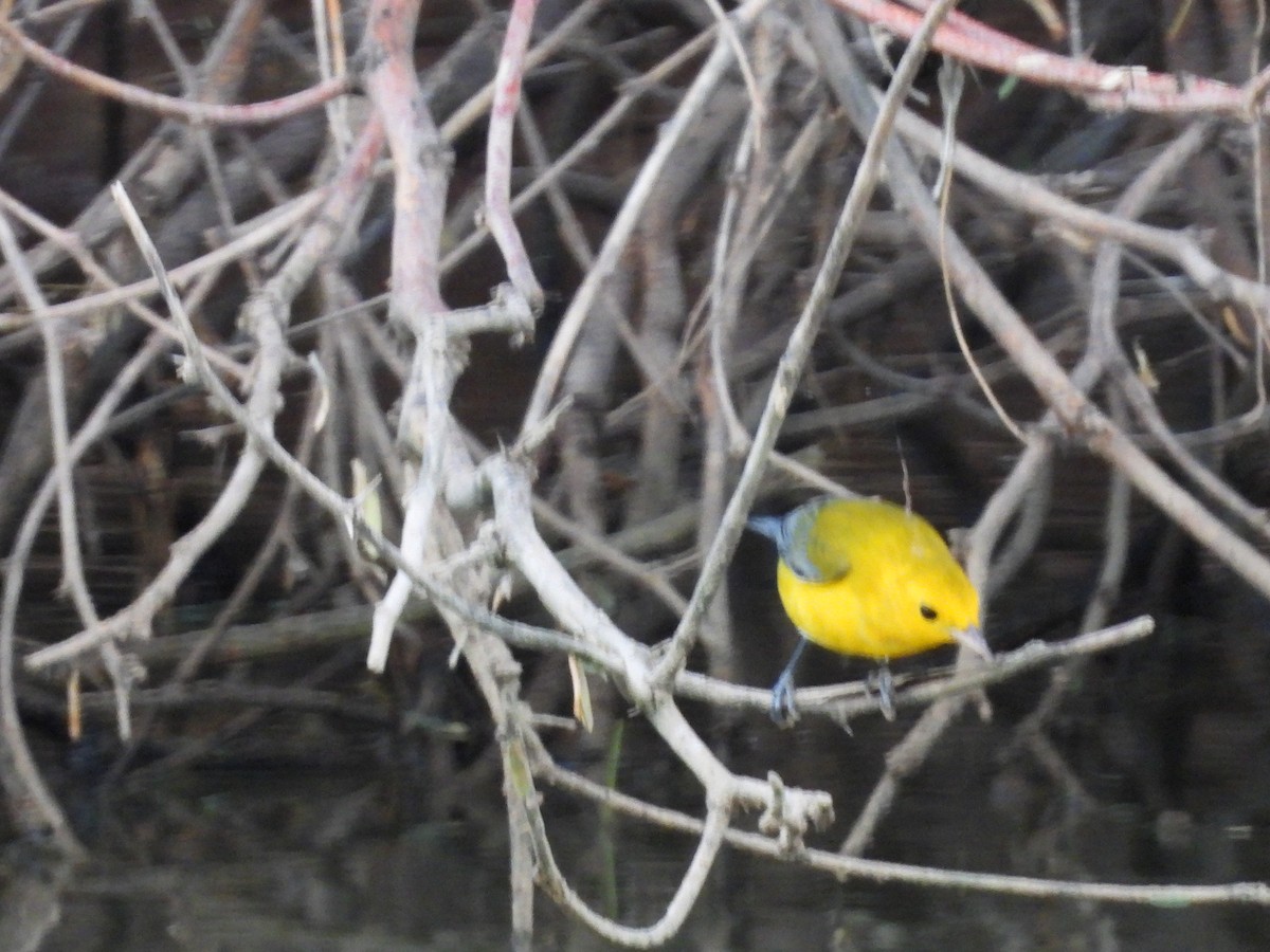 Prothonotary Warbler - ML643519616
