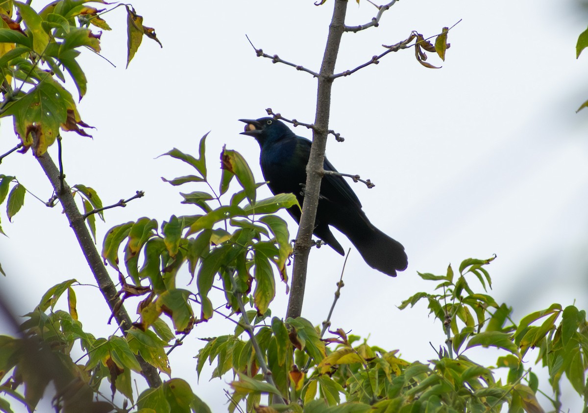 Common Grackle - ML643519618