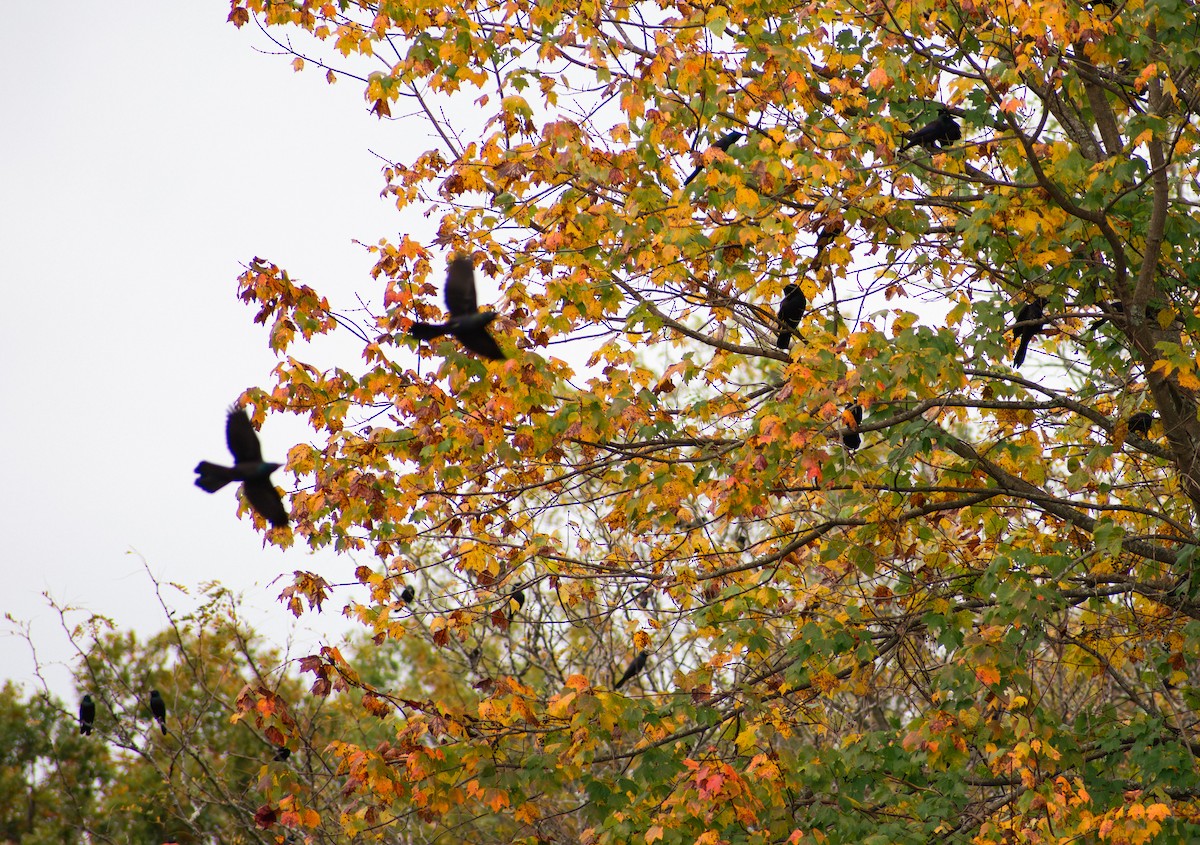 Common Grackle - ML643519621