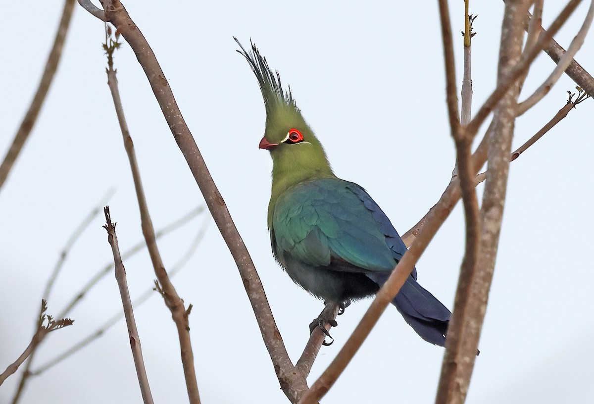 シャローエボシドリ - ML643519631
