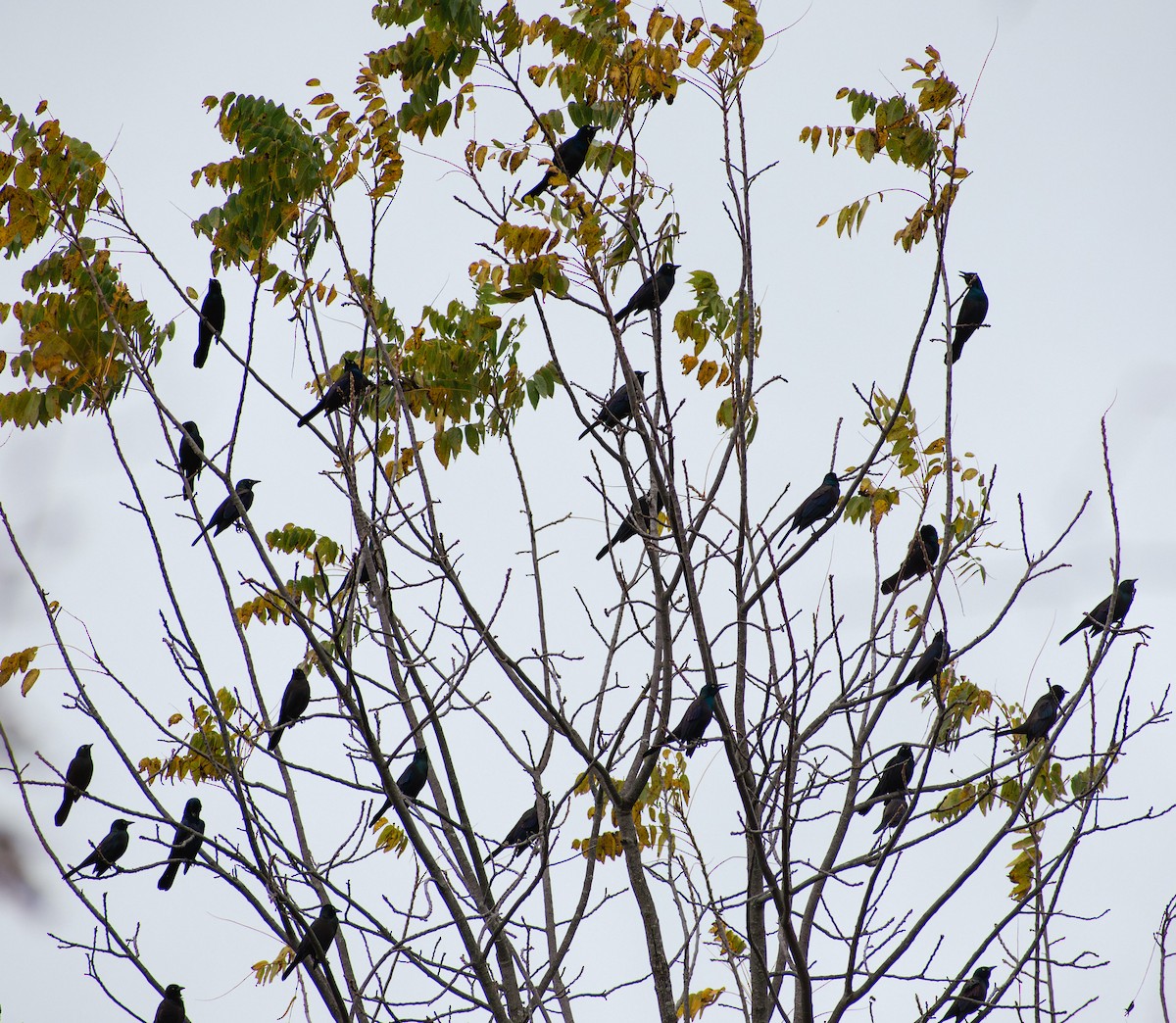 Common Grackle - ML643519635
